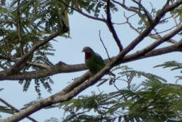 Image of Claret-breasted Fruit Dove