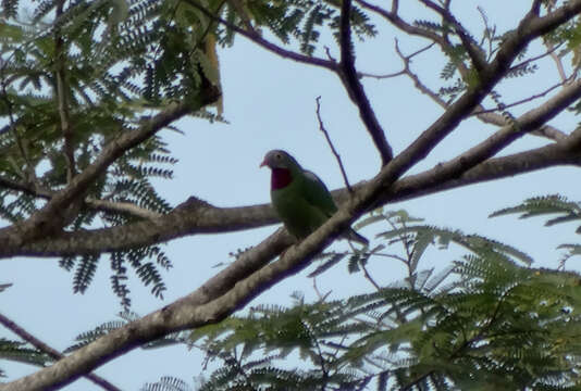 Image of Claret-breasted Fruit Dove