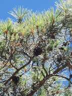 Image of Chihuahuan pine