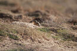 Image of Fat Sand Rat