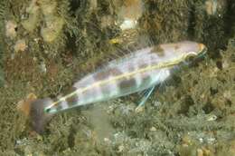 Image of Blue-faced whiptail