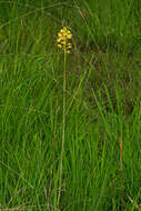 Image of Eulophia odontoglossa Rchb. fil.