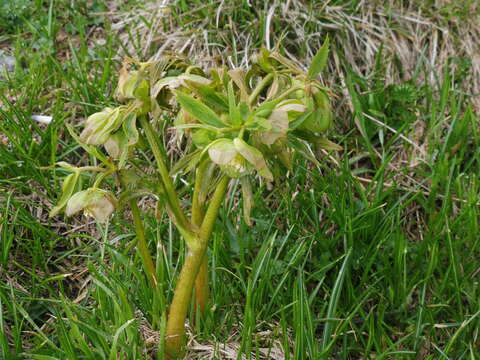 Image of Green Hellebore