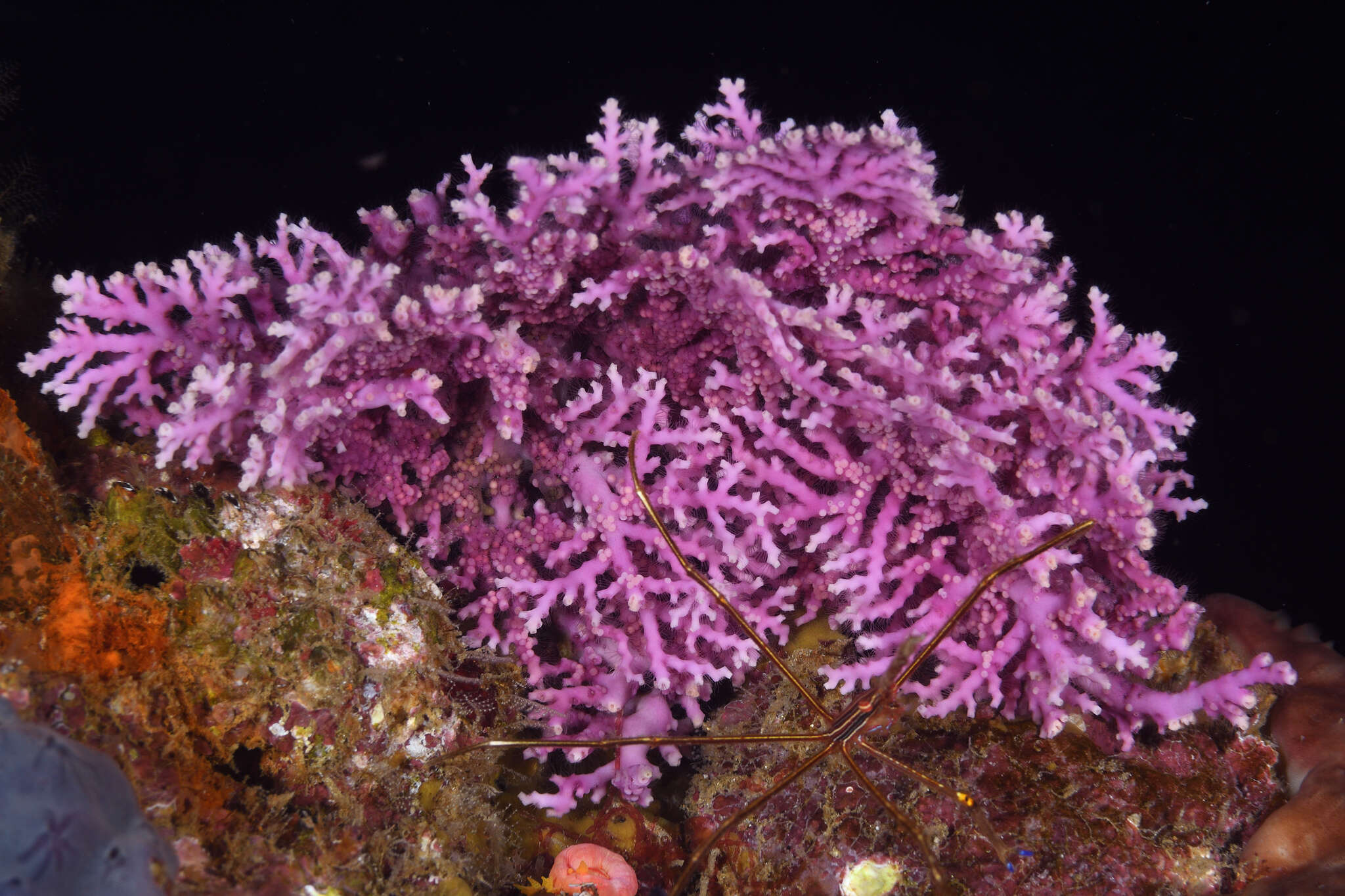 Image of Rose Lace Coral