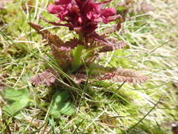 Imagem de Pedicularis olympica Boiss.