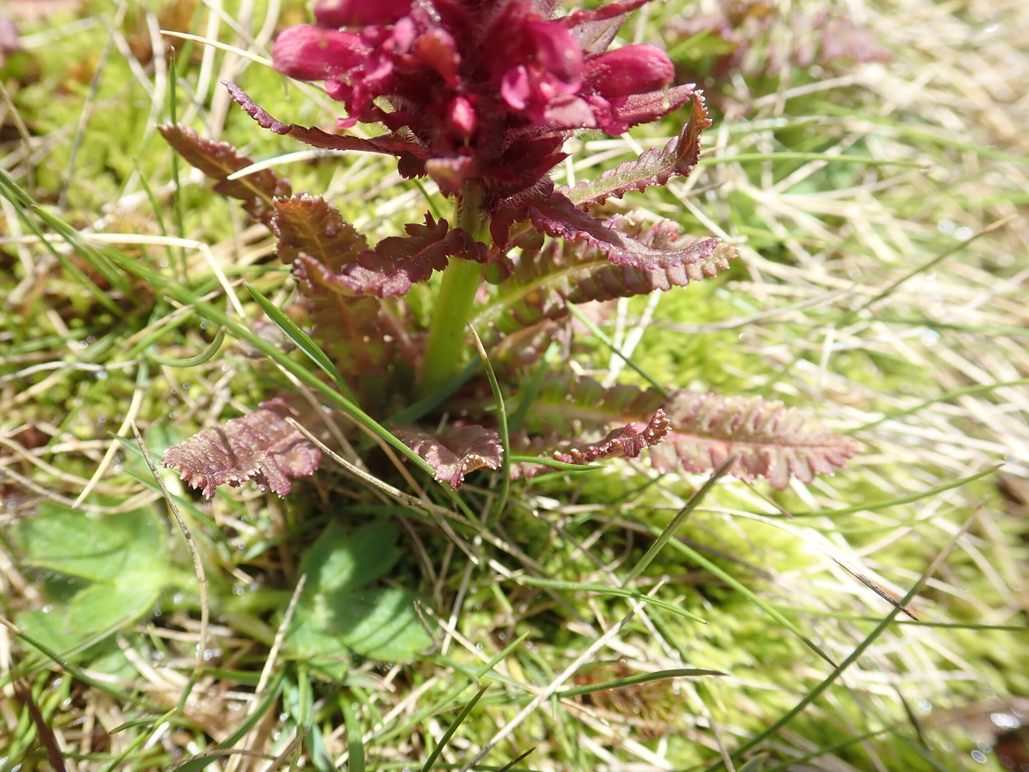 Image of Pedicularis olympica Boiss.