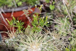 Tagetes filifolia Lag. resmi