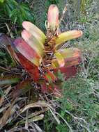 Image of Guzmania gloriosa (André) André ex Mez