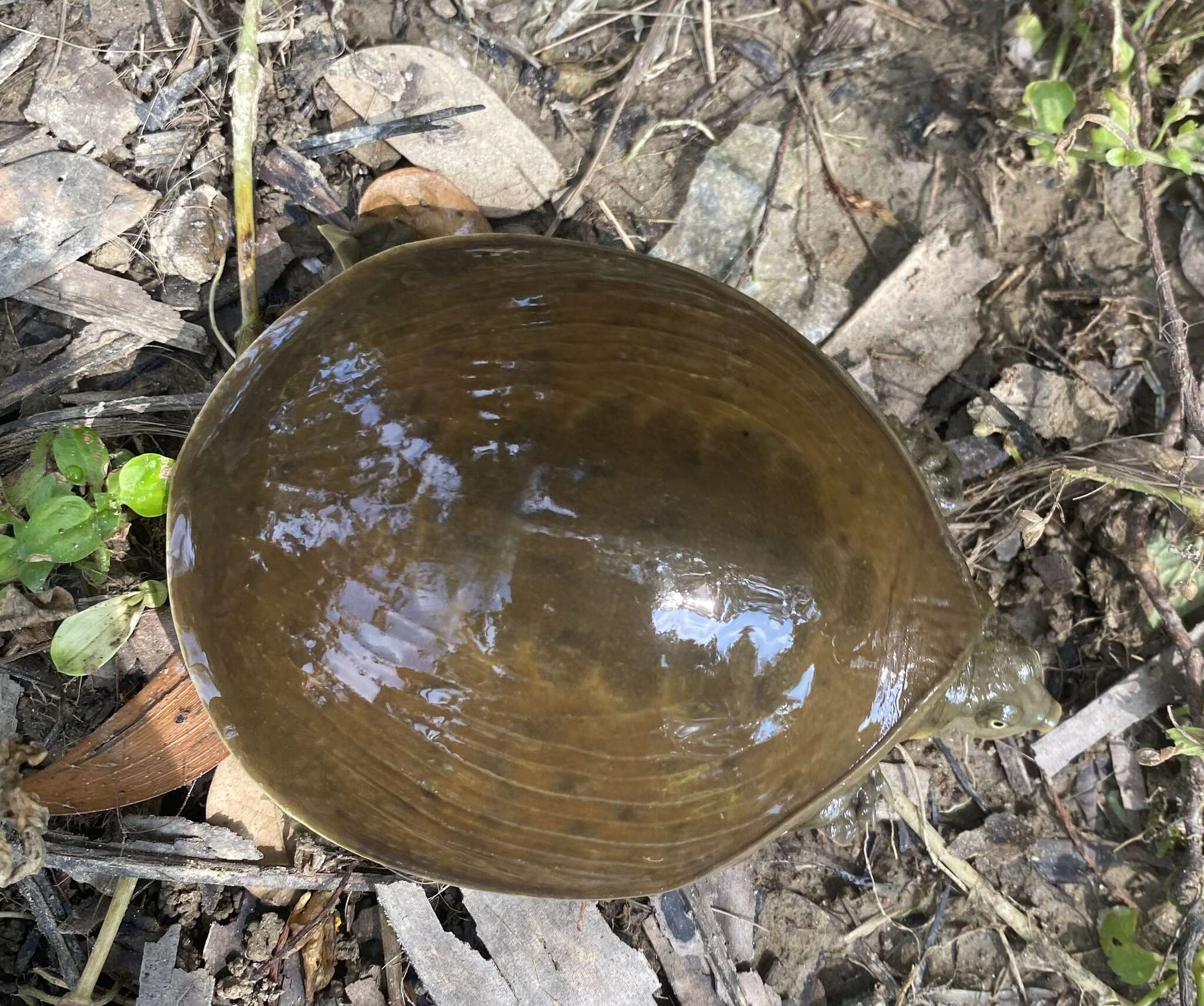 Image of Burmese Flapshell Turtle