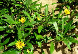 صورة Gazania rigens var. uniflora (L. fil.) Rössl.