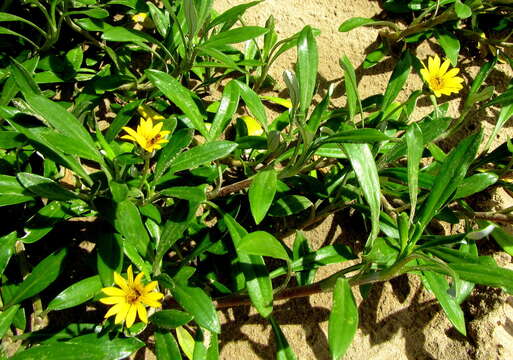 Image of Gazania rigens var. uniflora (L. fil.) Rössl.