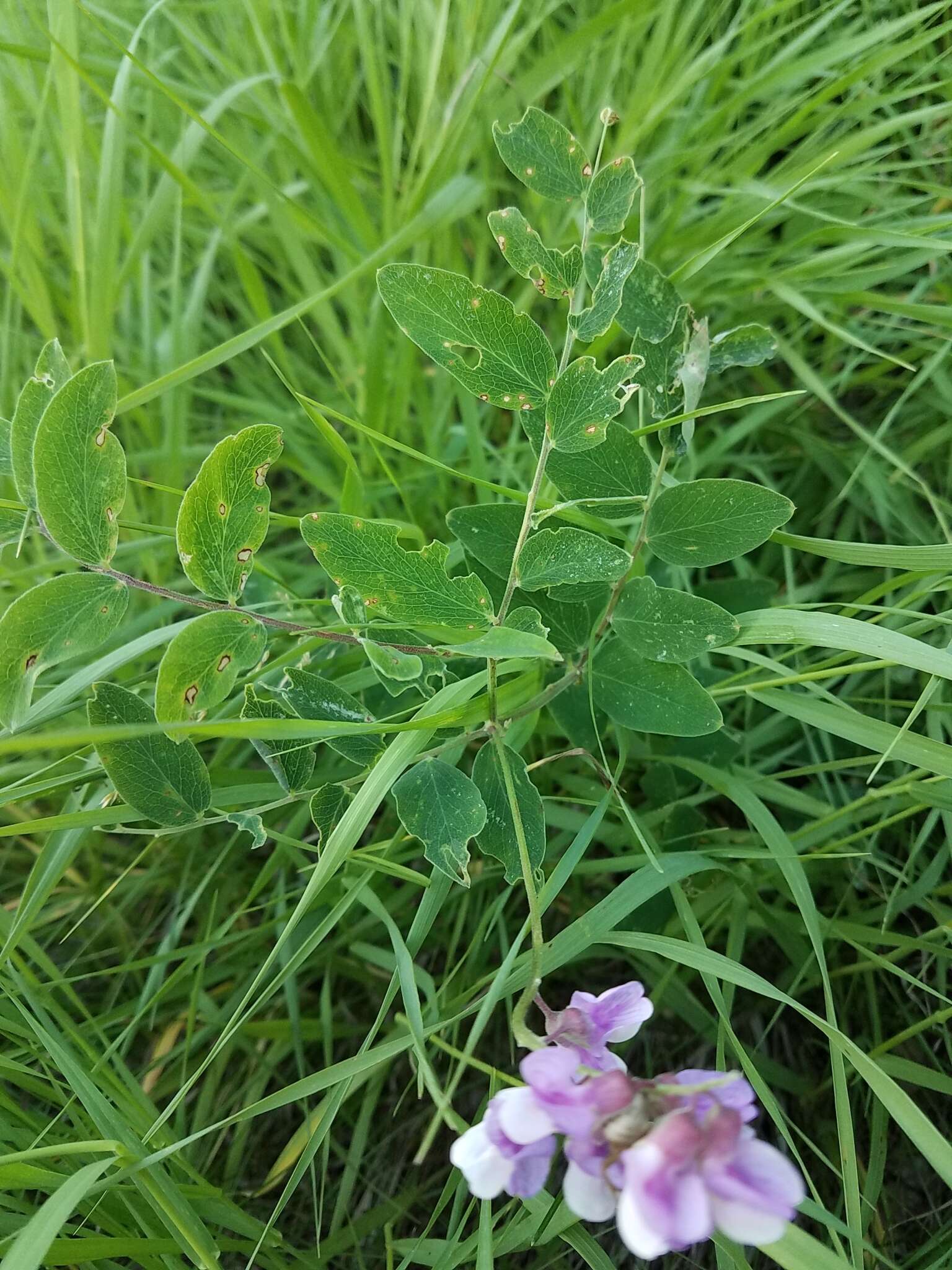 Imagem de Lathyrus venosus Willd.