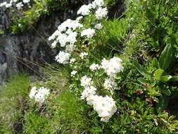 Achillea erba-rotta subsp. moschata (Wulfen) I. B. K. Richardson resmi