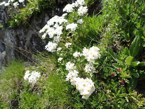 Image de Achillea erba-rotta subsp. moschata (Wulfen) I. B. K. Richardson