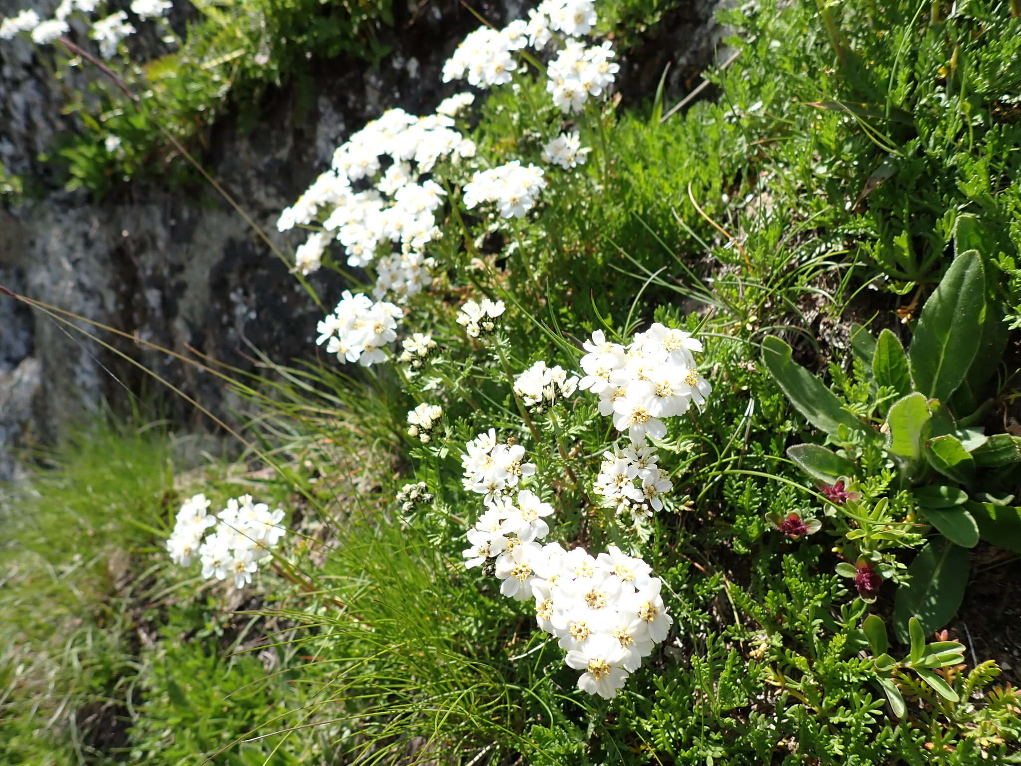 صورة Achillea erba-rotta subsp. moschata (Wulfen) I. B. K. Richardson