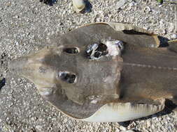 Image of Brazilian guitarfish