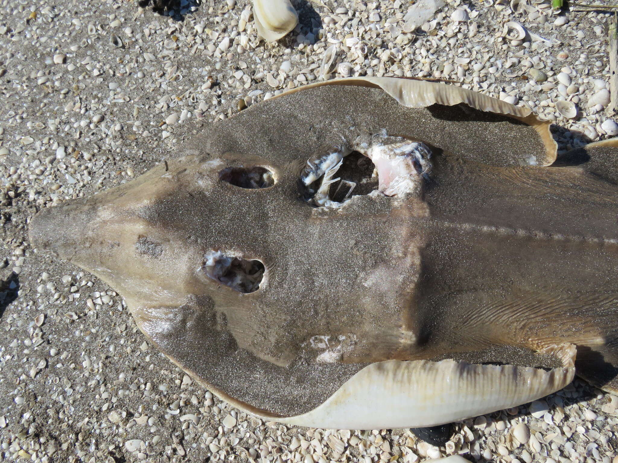 Image of Brazilian guitarfish