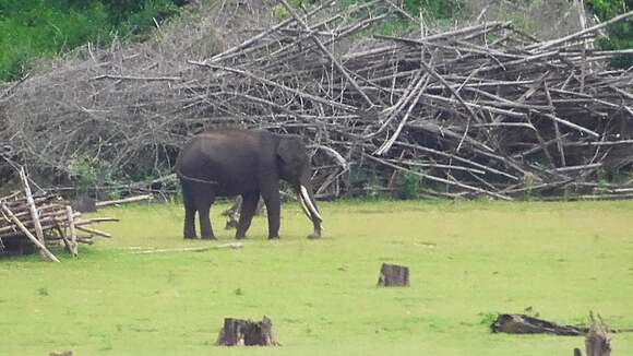 Image of Indian elephant