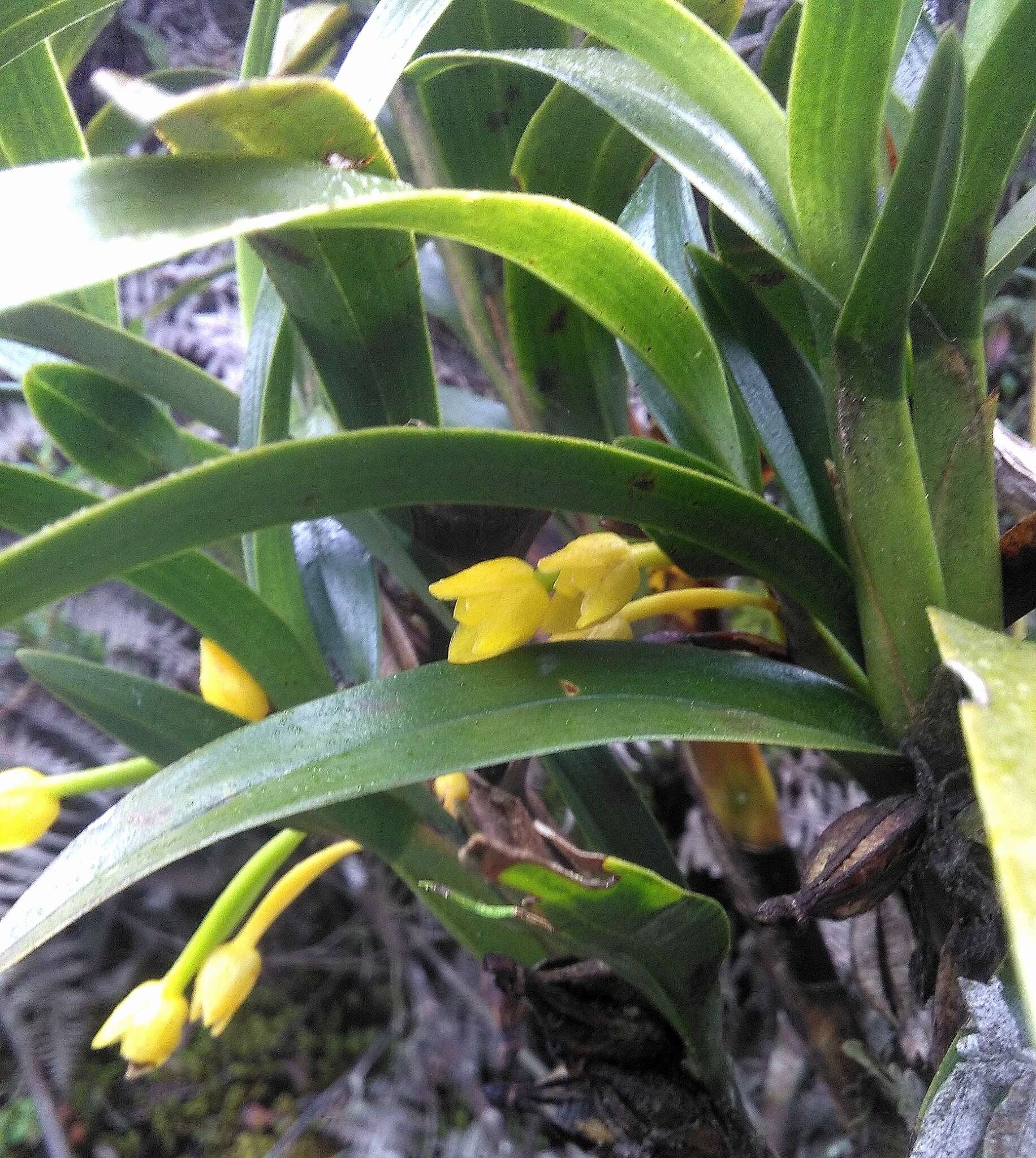 Image of Maxillaria alticola C. Schweinf.