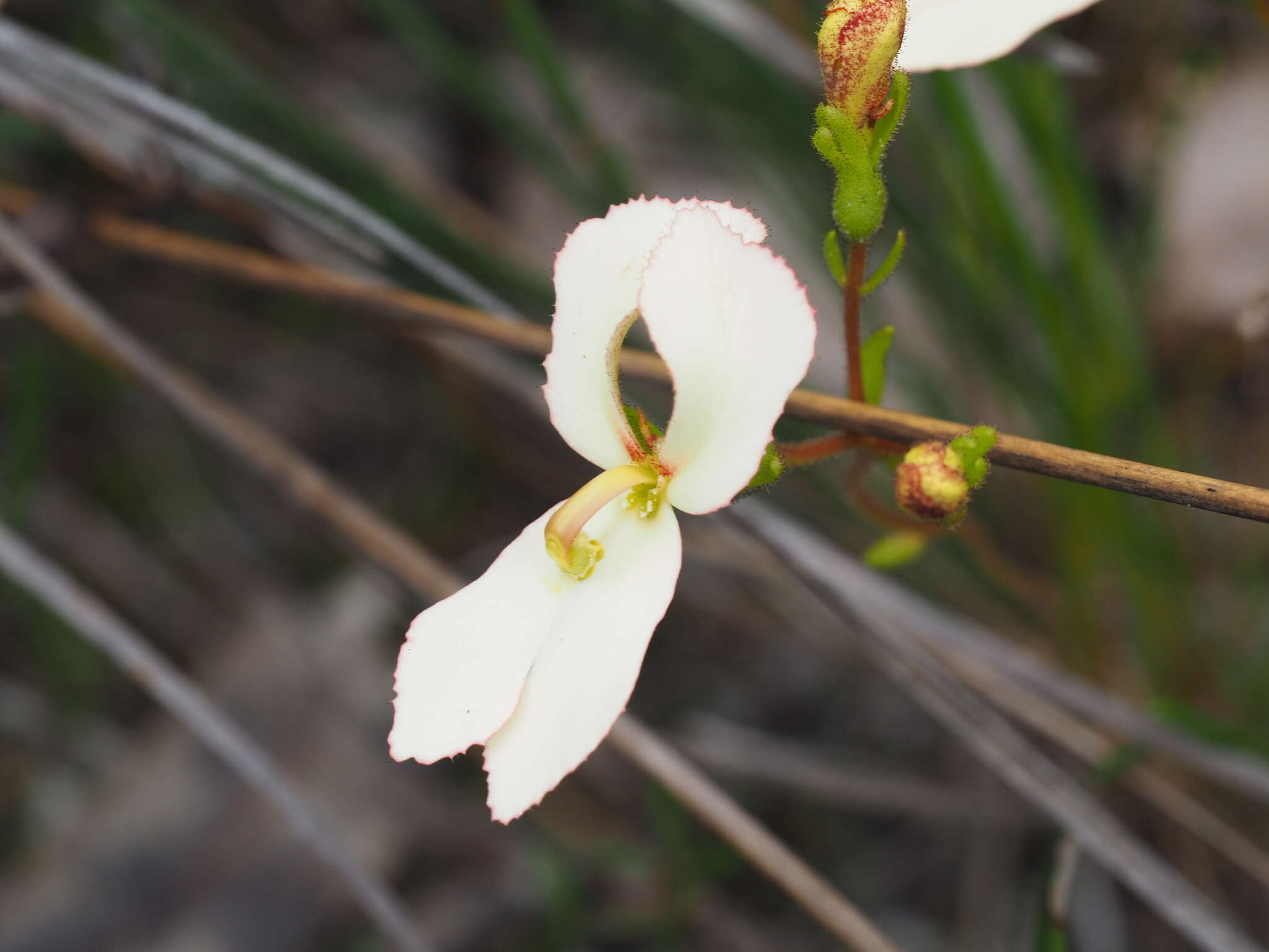 Image de Stylidium schoenoides DC.