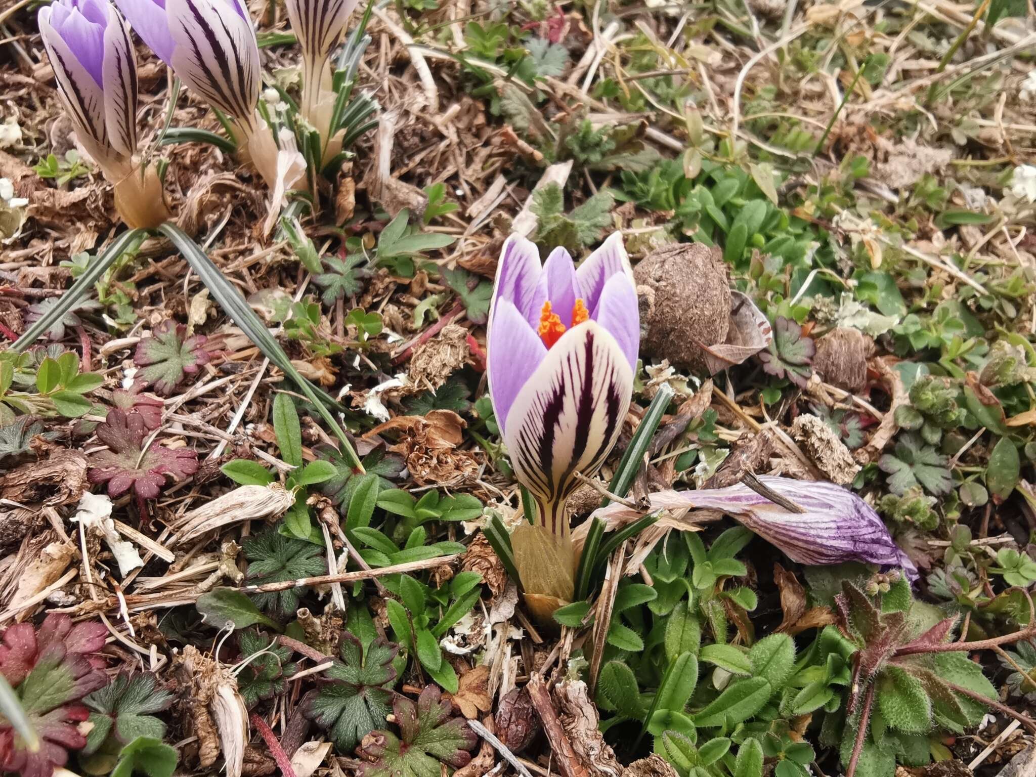 Image of Crocus variegatus Hoppe & Hornsch.