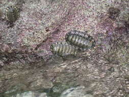 Image of West Indian green chiton