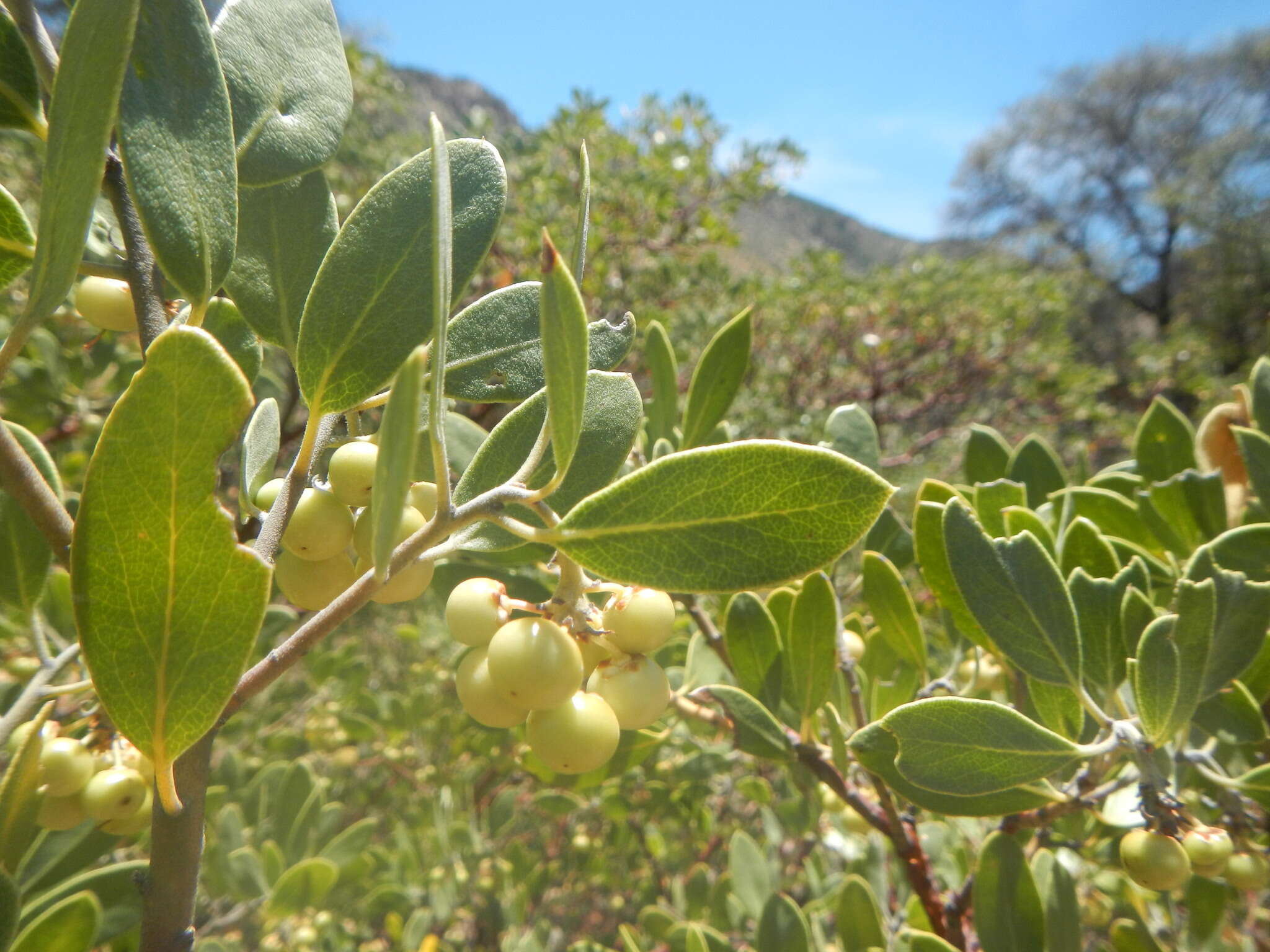 Image of pointleaf manzanita