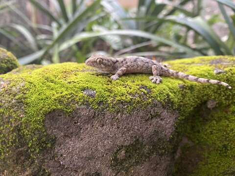 Image of Wahlberg's Velvet Gecko