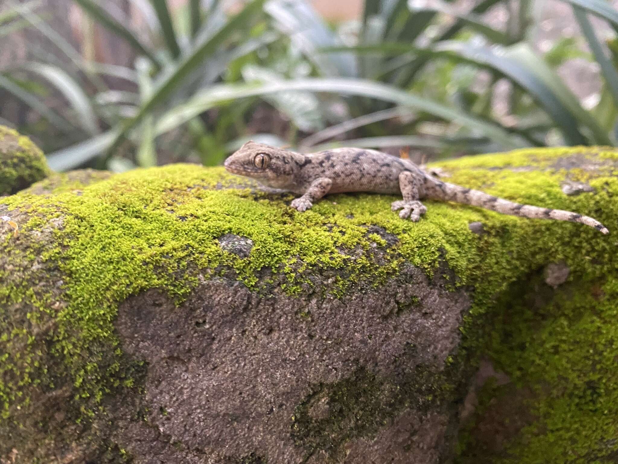 Image of Wahlberg's Velvet Gecko