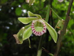 Image of Beyrich's hooded orchid