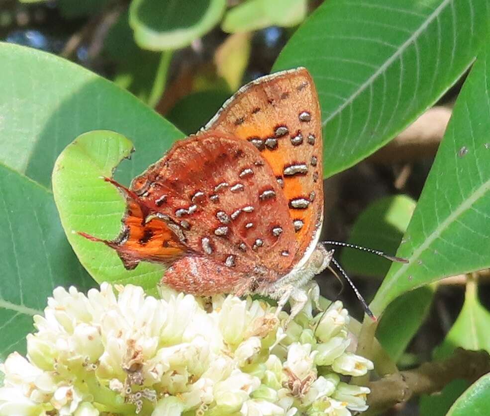 Image of Axiocerses tjoane tjoane