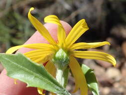 Image of Osteospermum moniliferum subsp. pisiferum (L.) J. C. Manning & Goldblatt