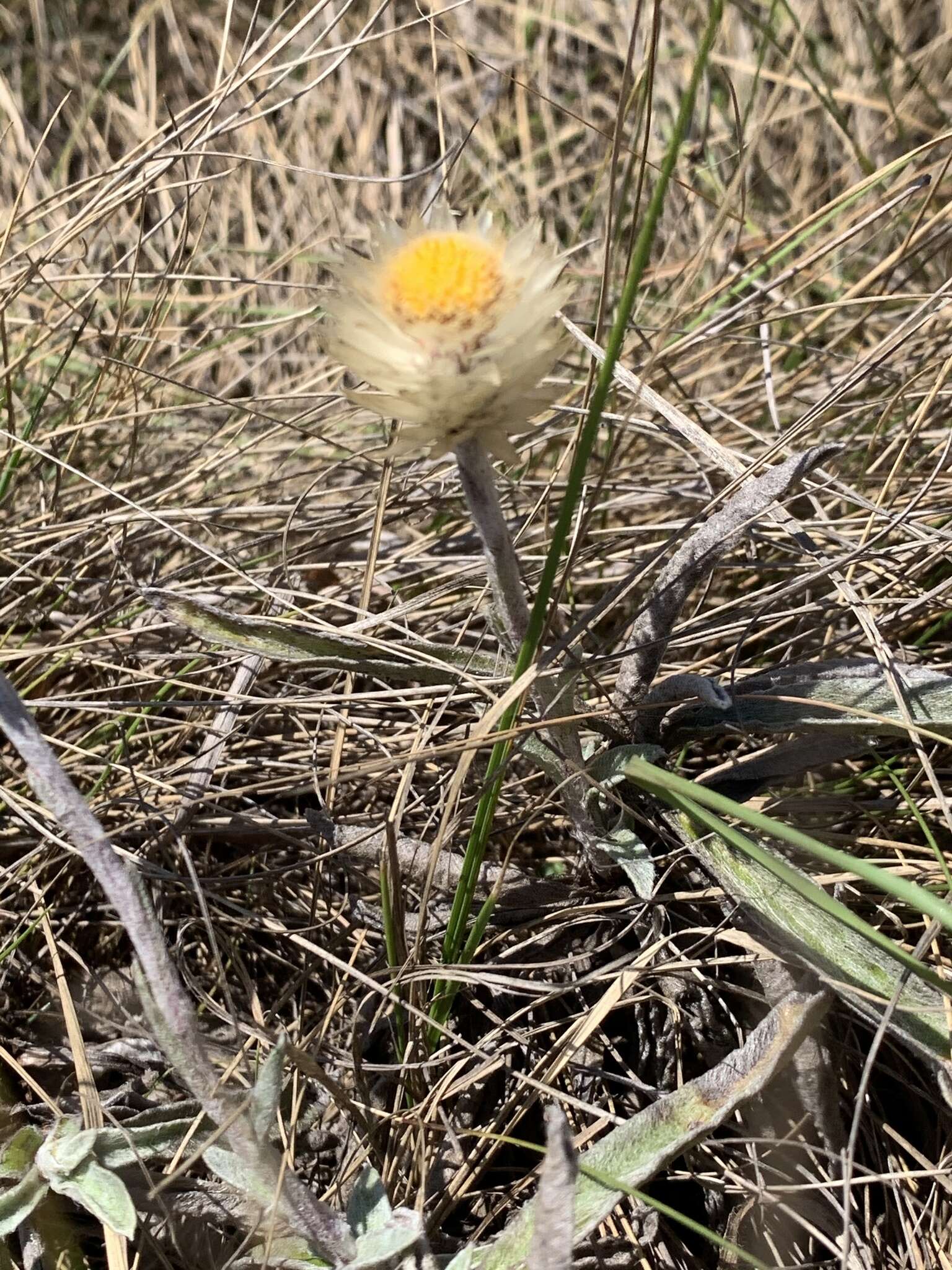 Imagem de Helichrysum swynnertonii S. Moore