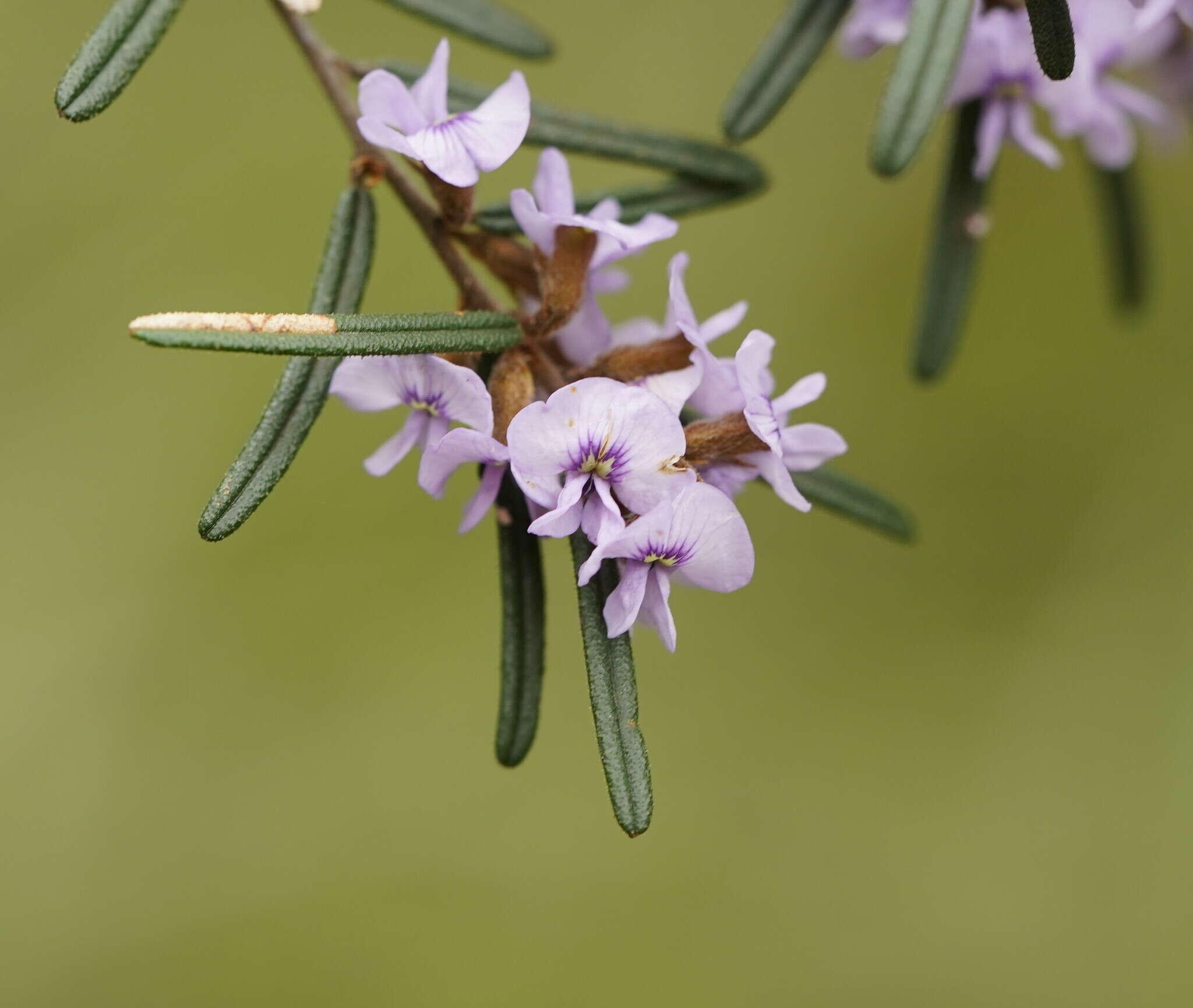 Hovea asperifolia I. Thomps.的圖片