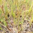 Image of Gaspe Peninsula Arrow-Grass