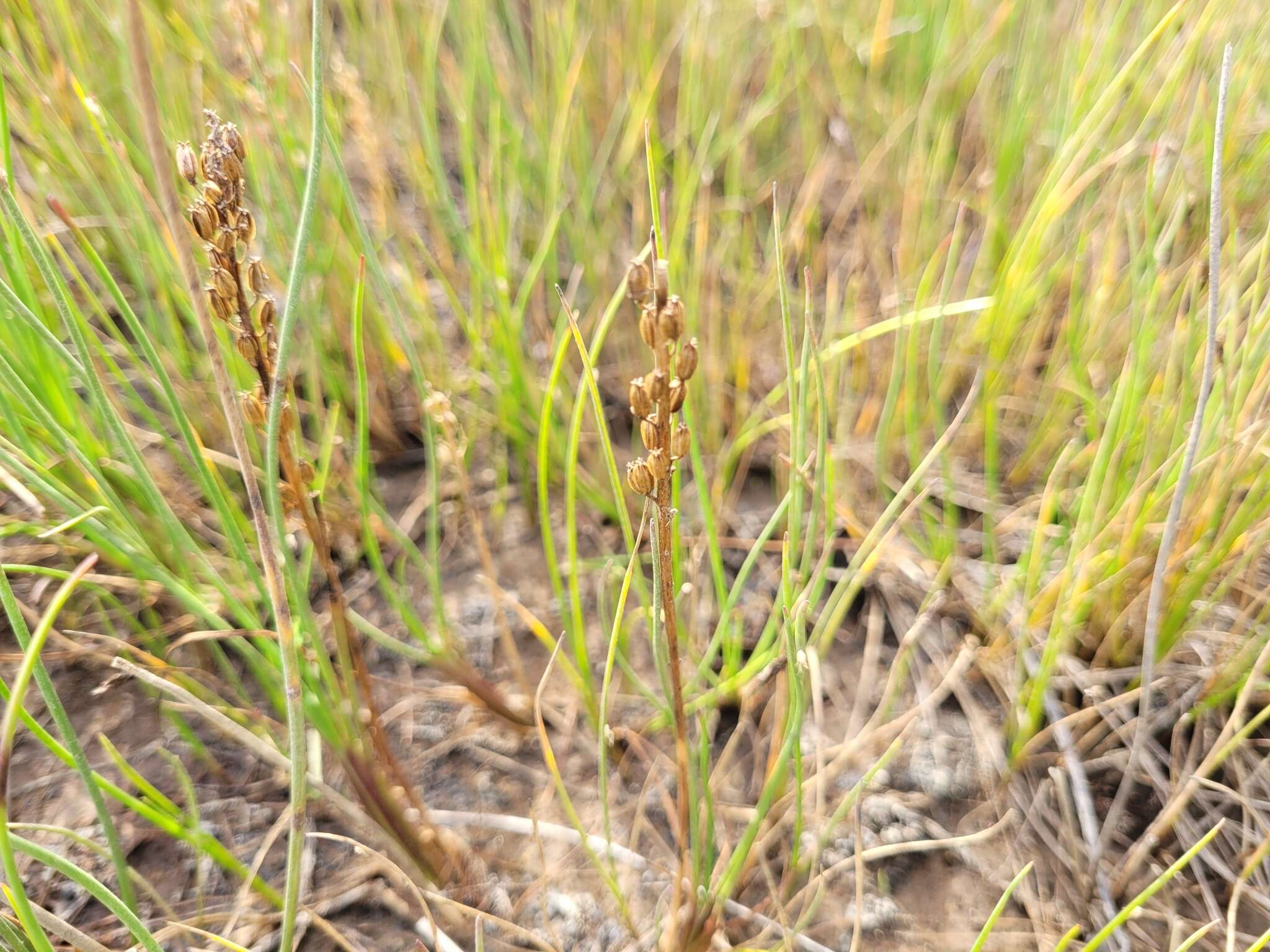 Image of Gaspe Peninsula Arrow-Grass