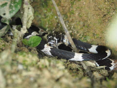 Image of Catesby's Snail-eater