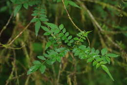 Image de Zanthoxylum schinifolium Siebold & Zucc.