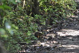 Image of island mice