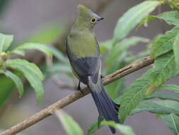 Image of Long-tailed Silky-flycatcher