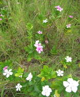 Image of Madagascar periwinkle