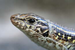 Image of Ornate Girdled Lizard