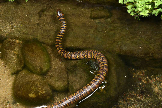 Image of Opisthotropis balteata (Cope 1895)