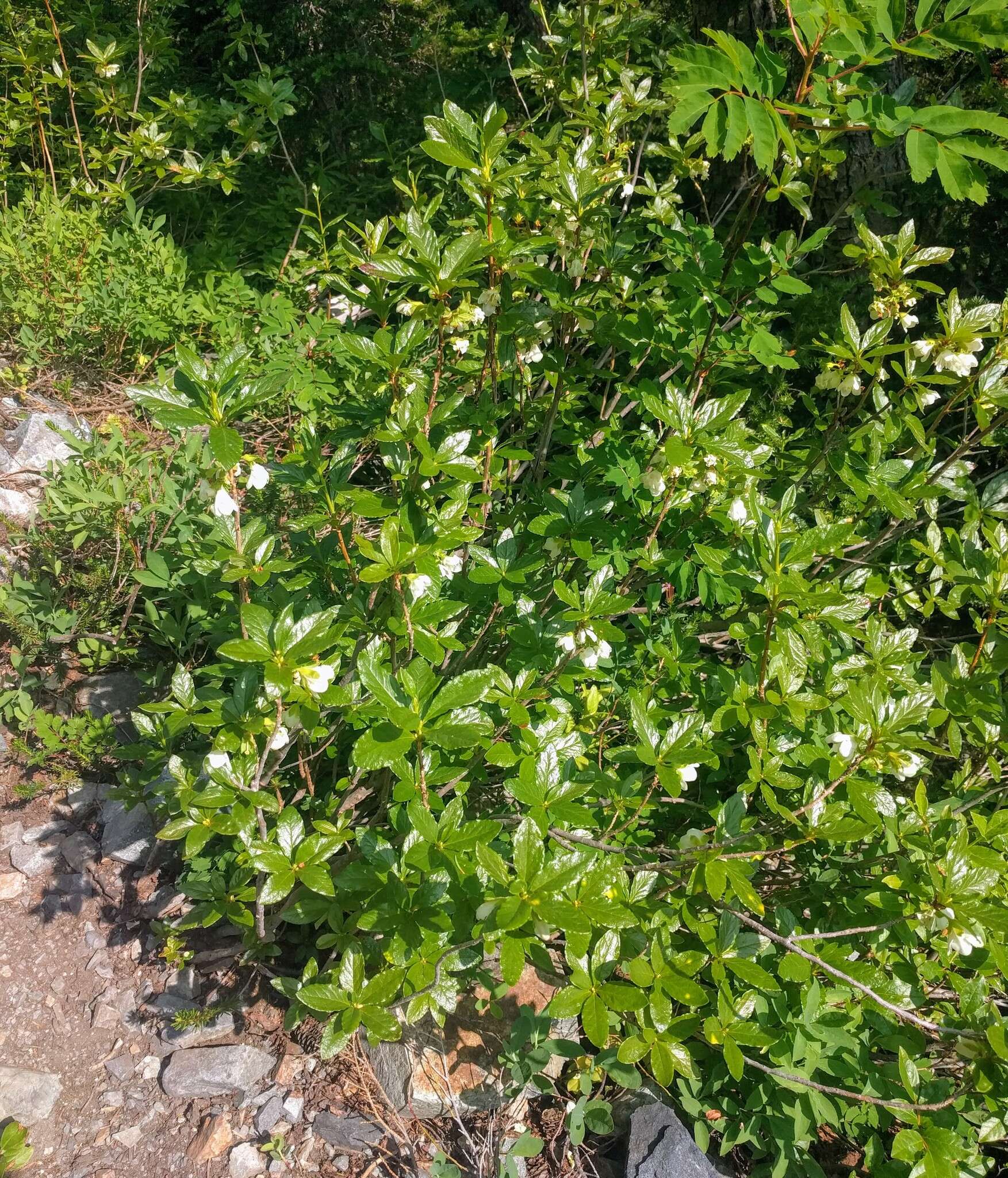 Rhododendron albiflorum Hook. resmi