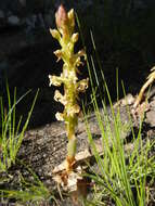 Image de Satyrium humile Lindl.