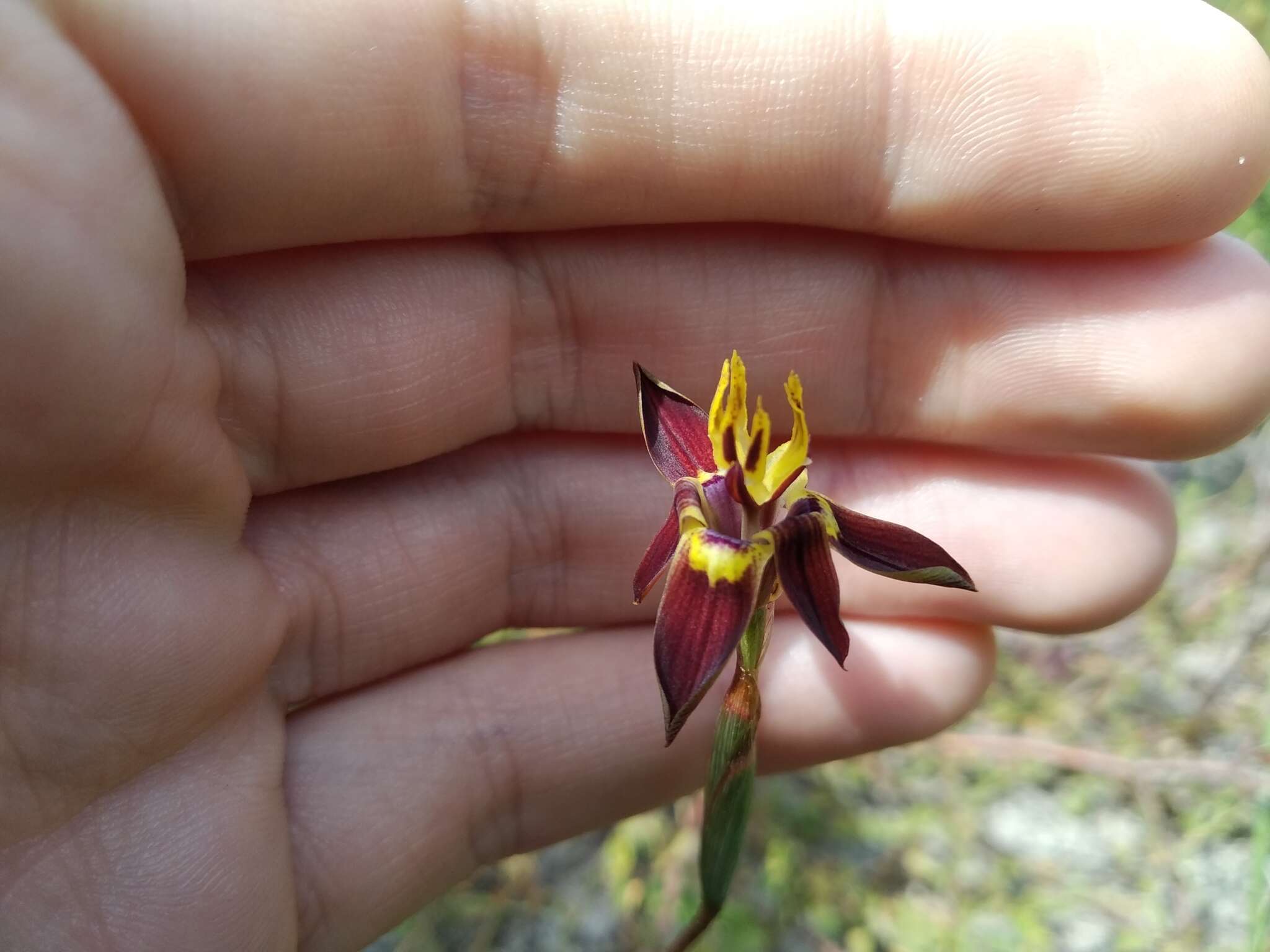 Image of Moraea inconspicua subsp. inconspicua