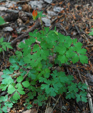 Image of western red columbine