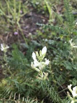 Image of Oxytropis baicalia (Pall.) Pers.