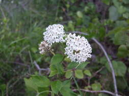 Image of Texas milkweed