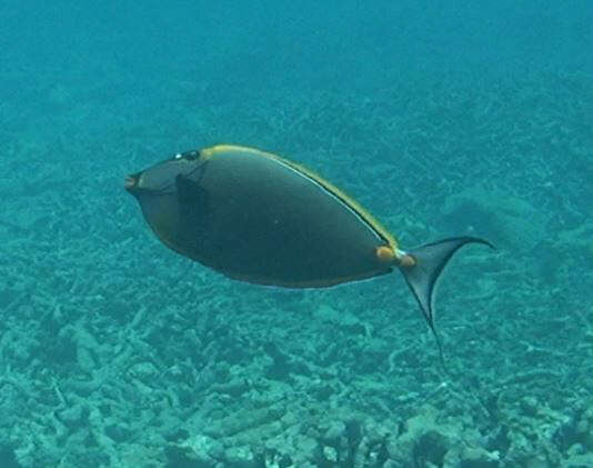 Image of Elegant Unicornfish